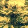 заказ семян конопли Спб Royal Cheese (Fast Flowering) feminised Royal Queen заказ семян конопли Спб Royal Cheese (Fast Flowering) feminised Royal Queen