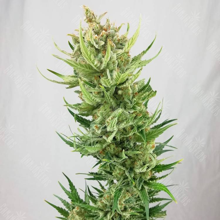 семена конопли Россия Sweet Amnesia Haze feminised Sweet Seeds семена конопли Россия Sweet Amnesia Haze feminised Sweet Seeds