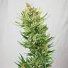 семена конопли Россия Sweet Amnesia Haze feminised Sweet Seeds семена конопли Россия Sweet Amnesia Haze feminised Sweet Seeds