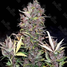 Auto Mandarine XXL feminised Ganja Seeds