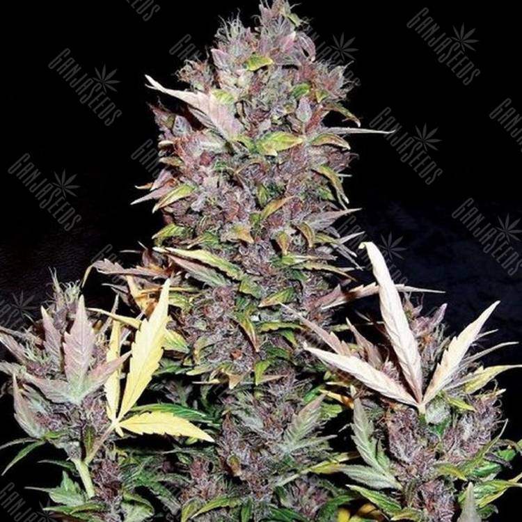 Auto Mandarine XXL feminised Ganja Seeds Auto Mandarine XXL feminised Ganja Seeds