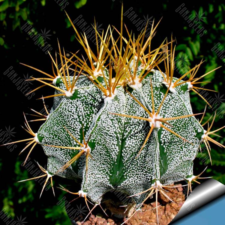 Семена кактуса Astrophytum ornatum var. mirbelii Семена кактуса Astrophytum ornatum var. mirbelii