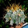 Семена кактуса Astrophytum ornatum var. mirbelii Семена кактуса Astrophytum ornatum var. mirbelii