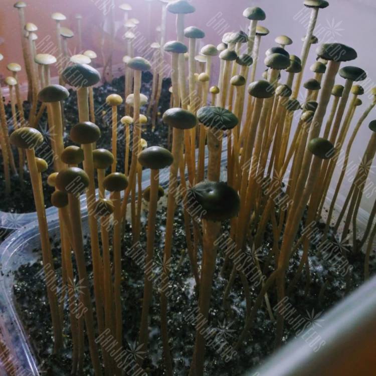 споры галлюциногенные грибы купить Panaeolus Cyanescens Wild Coast African споры галлюциногенные грибы купить Panaeolus Cyanescens Wild Coast African