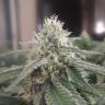 семена индийской конопли Afghan feminised семена индийской конопли Afghan feminised