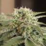 мощные семена конопли Afghan feminised мощные семена конопли Afghan feminised