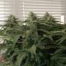 семена сортовой конопли Afghan feminised семена сортовой конопли Afghan feminised