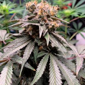 Hawaiian Snow feminised Ganja Seeds