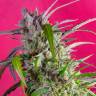 Auto Skaar feminised GanjaVIP Seeds Auto Skaar feminised GanjaVIP Seeds