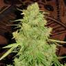 Auto Skaar feminised GanjaVIP Seeds Auto Skaar feminised GanjaVIP Seeds