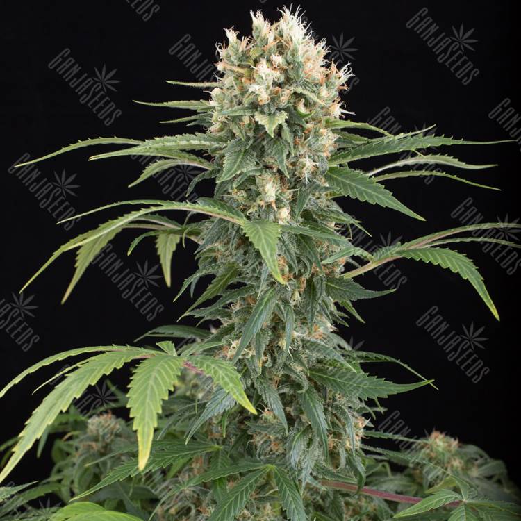 Blue Thai feminised Dinafem Seeds