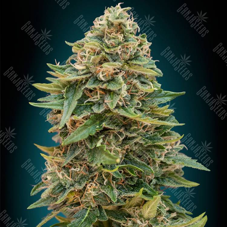 семена конопли Auto Skunk 47 feminised Advanced Seeds семена конопли Auto Skunk 47 feminised Advanced Seeds