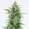семена конопли в России Auto OG Kush feminised Dinafem Seeds семена конопли в России Auto OG Kush feminised Dinafem Seeds