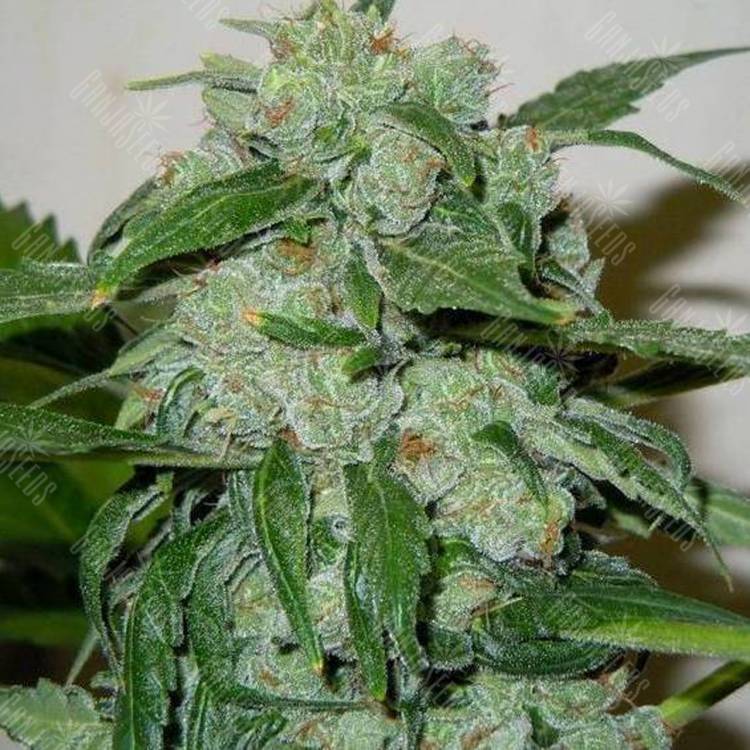 семена конопли скороспелый купить Auto Chronic Ryder feminised Doctors Choice семена конопли скороспелый купить Auto Chronic Ryder feminised Doctors Choice