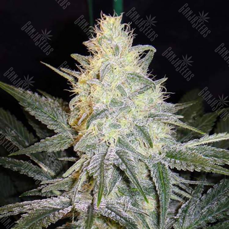 семена конопли дешево Eldorado feminised Nirvana Seeds семена конопли дешево Eldorado feminised Nirvana Seeds