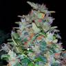 семена конопли марихуаны White Widow feminised Pyramid Seeds