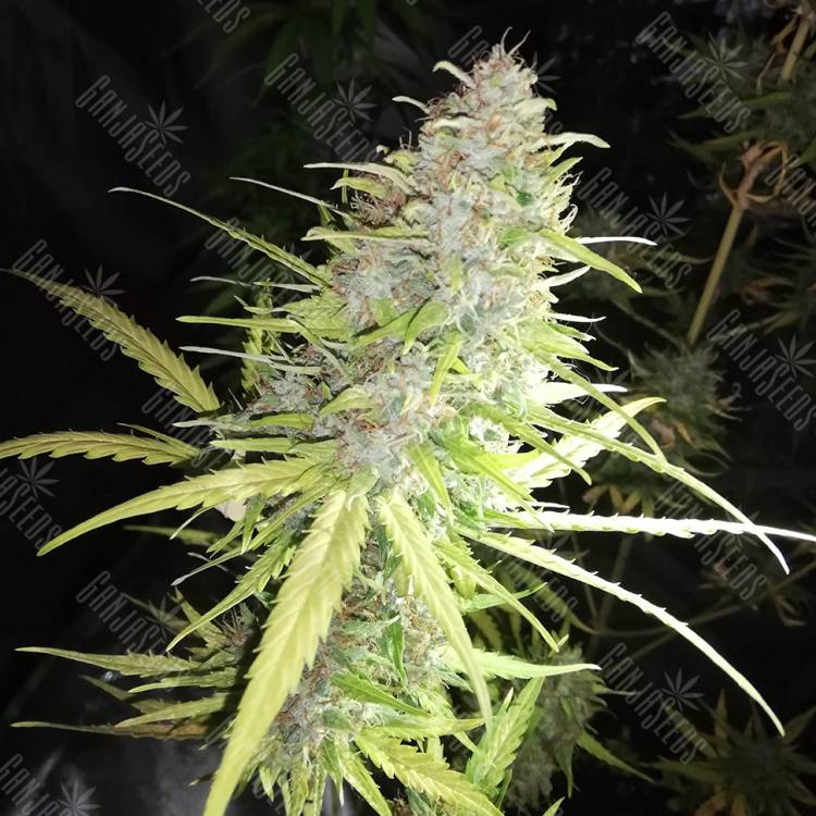 семена конопли Speedy Chile (Fast Flowering) feminised Royal Queen семена конопли Speedy Chile (Fast Flowering) feminised Royal Queen