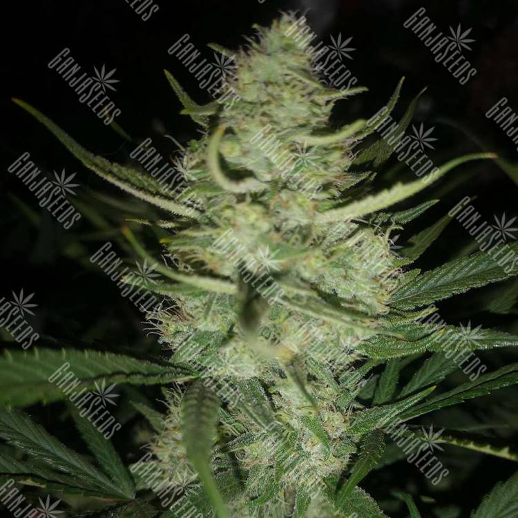 Auto Gelato fem купить семена каннабиса данного сорта Auto Gelato fem купить семена каннабиса данного сорта