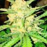 Auto Gelato feminised Ganja Seeds Auto Gelato feminised Ganja Seeds