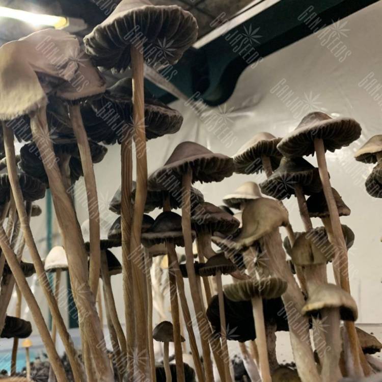 магазин псилоцибиновых спор Panaeolus Cyanescens Alabama