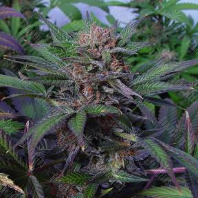 Auto Somango x Blueberry feminised Ganja Seeds