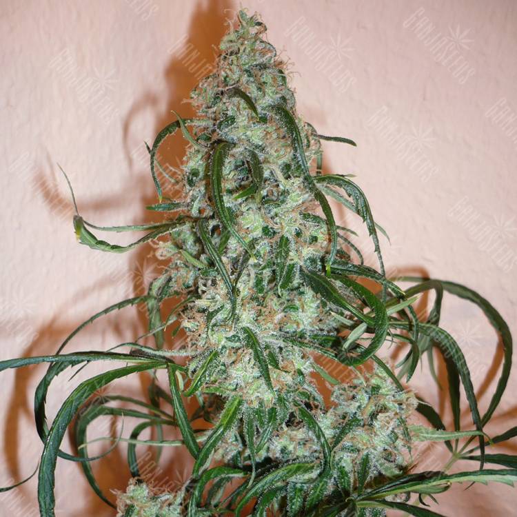 семена сортовой конопли Super Lemon Haze feminised Green House Seeds
