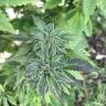 Blue Widow feminised Dinafem Seeds