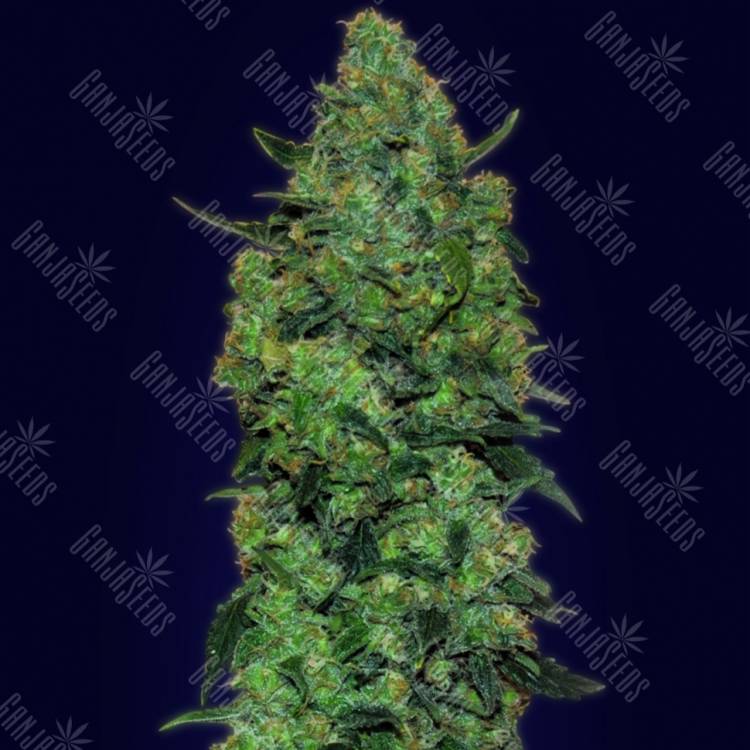 семена конопли Auto Skunk Mass feminised Advanced Seeds семена конопли Auto Skunk Mass feminised Advanced Seeds