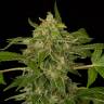 семена конопли курьером Auto White Cheese feminised Dinafem Seeds семена конопли курьером Auto White Cheese feminised Dinafem Seeds