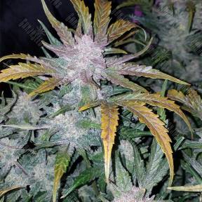 Auto Mexican Airlines feminised Fast Buds