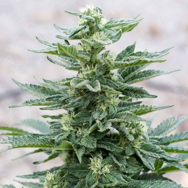 мощные семена конопли Full Moon feminised Nirvana Seeds мощные семена конопли Full Moon feminised Nirvana Seeds