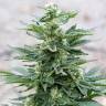 мощные семена конопли Full Moon feminised Nirvana Seeds мощные семена конопли Full Moon feminised Nirvana Seeds