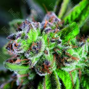 Watermelon Zkittlez feminised Pyramid Seeds