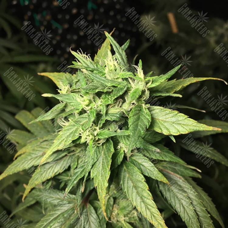 заказать качественные семена конопли Dance World CBD feminised Royal Queen заказать качественные семена конопли Dance World CBD feminised Royal Queen