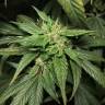 заказать на сайте семена конопли Dance World CBD feminised Royal Queen заказать на сайте семена конопли Dance World CBD feminised Royal Queen