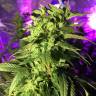 конопля семена сорта заказать Dance World CBD feminised Royal Queen конопля семена сорта заказать Dance World CBD feminised Royal Queen