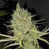 хорошие семена конопли Sweet Cheese feminised Sweet Seeds хорошие семена конопли Sweet Cheese feminised Sweet Seeds