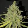 конопля семена сорта заказать Sweet Cheese feminised Sweet Seeds конопля семена сорта заказать Sweet Cheese feminised Sweet Seeds
