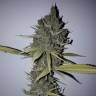 семена конопли курьером Sweet Cheese feminised Sweet Seeds семена конопли курьером Sweet Cheese feminised Sweet Seeds