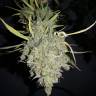 семена индийской конопли Sweet Cheese feminised Sweet Seeds семена индийской конопли Sweet Cheese feminised Sweet Seeds