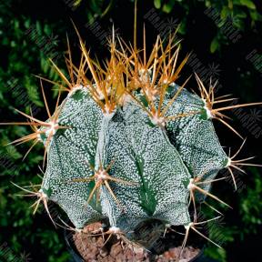Astrophytum ornatum MIX