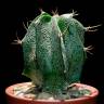 Купить семена кактуса Astrophytum ornatum MIX Купить семена кактуса Astrophytum ornatum MIX