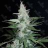 Super Mazar fem купить семена каннабиса для опытных 