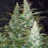 Super Mazar feminised Ganja Seeds Купить дешевые семена марихуаны в России 