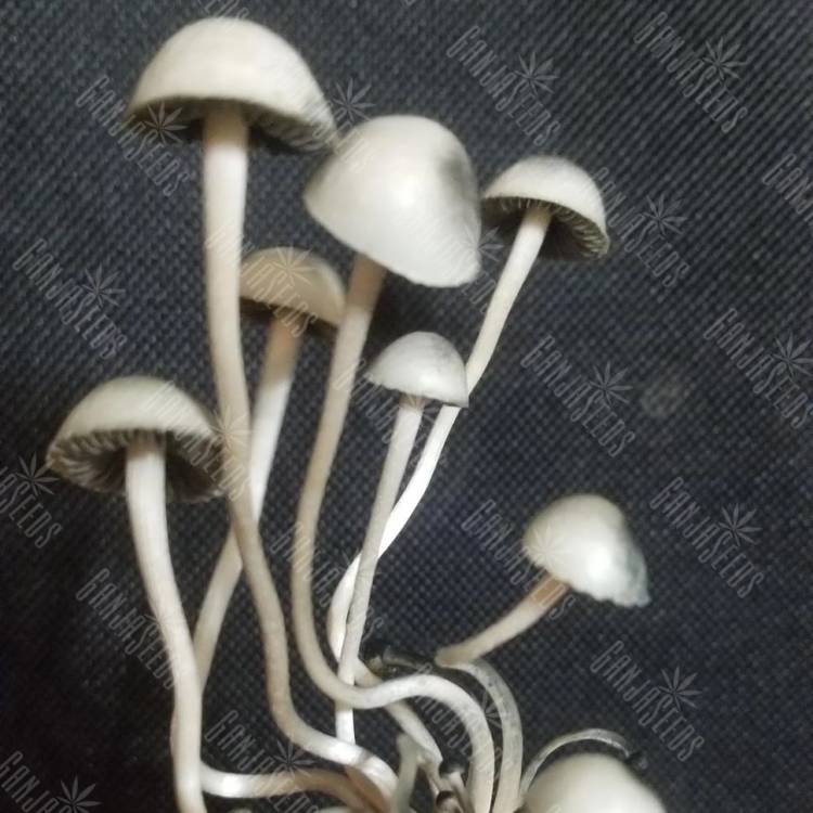 отпечатки споры псилоцибиновый гриб Panaeolus BVI