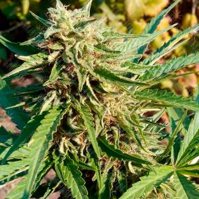 Auto Anubis regular Ganja Seeds