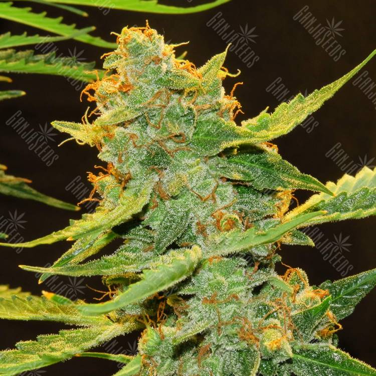 семена конопли элитных сортов Auto Northern Lights x Haze feminised семена конопли элитных сортов Auto Northern Lights x Haze feminised