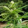 семена конопли индика Afghani №1 feminised семена конопли индика Afghani №1 feminised