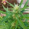 семена конопли для выращивания Afghani №1 feminised семена конопли для выращивания Afghani №1 feminised