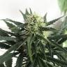 семена конопли марихуаны Afghani №1 feminised семена конопли марихуаны Afghani №1 feminised